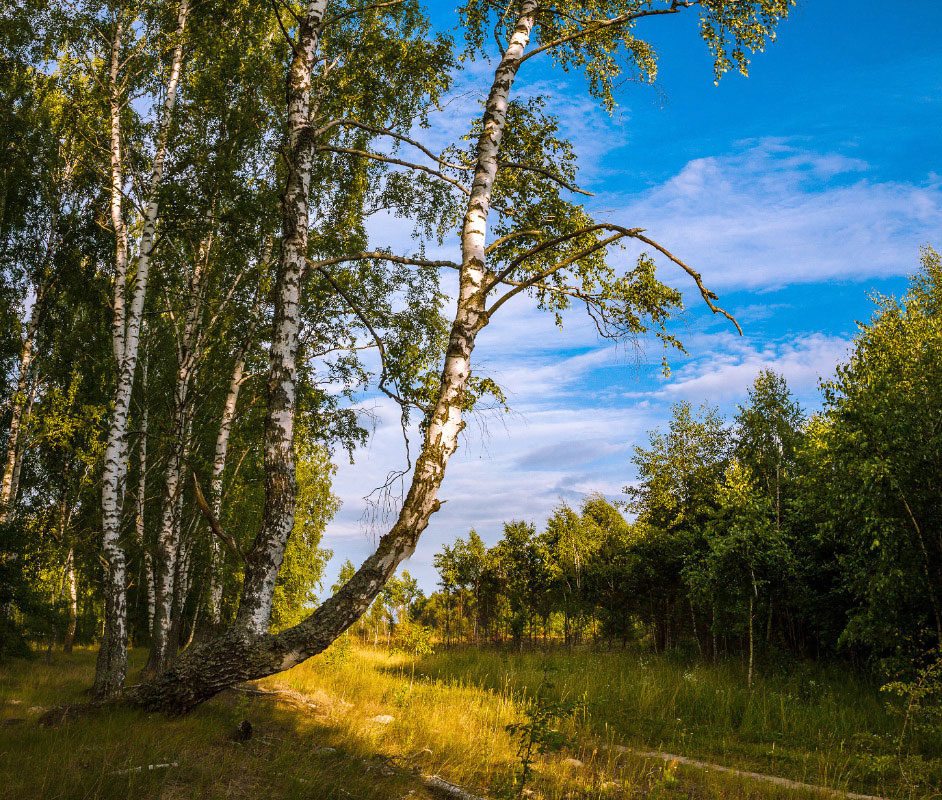 Фотографія В летнем лесу / Олексій Будник / photographers.ua