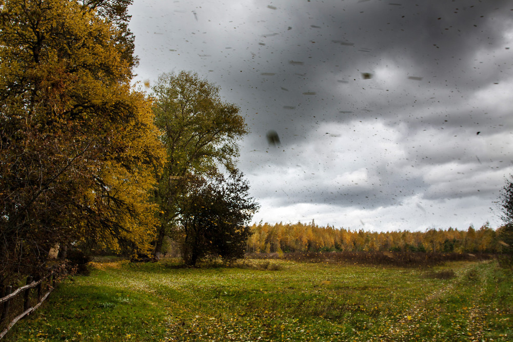 Фотографія Зриває вітер листя / Олексій Будник / photographers.ua