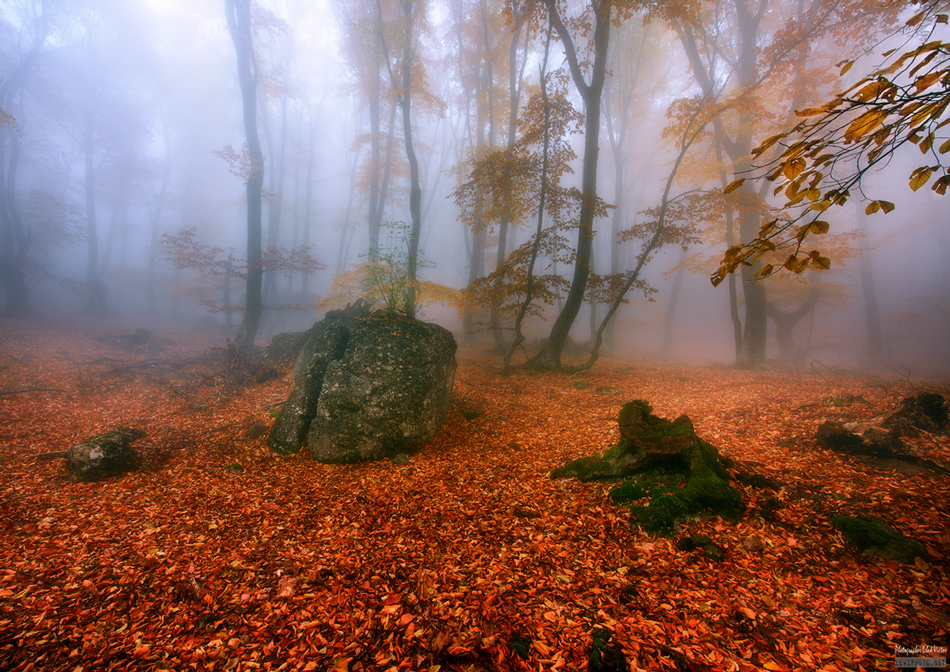 Фотографія Осенняя ...туманная... / Victor Lebed / photographers.ua
