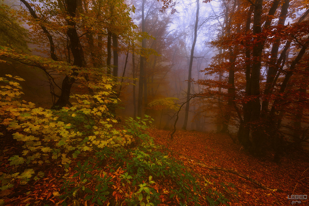 Фотографія Осень многоцветная / Victor Lebed / photographers.ua