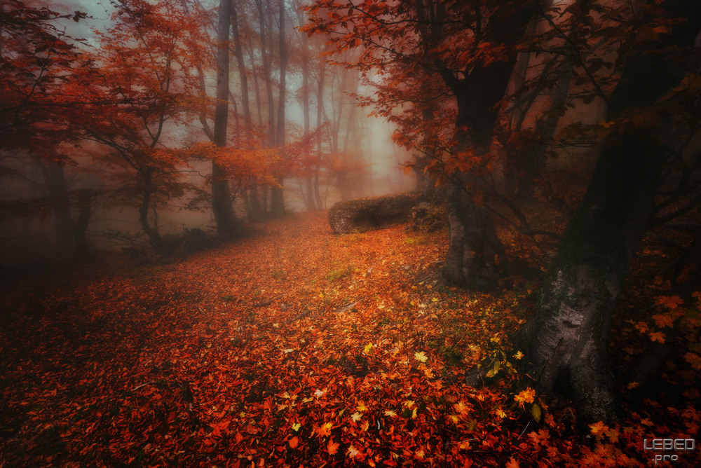 Фотографія Осенними дорогами / Victor Lebed / photographers.ua
