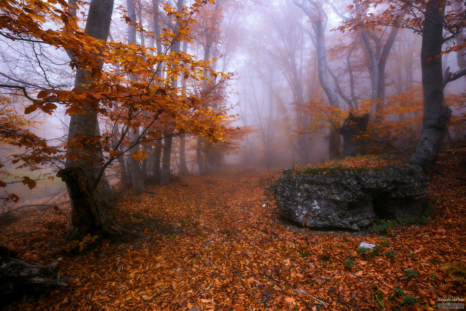 Фотографія Там лес и дол видений полны II / Victor Lebed / photographers.ua