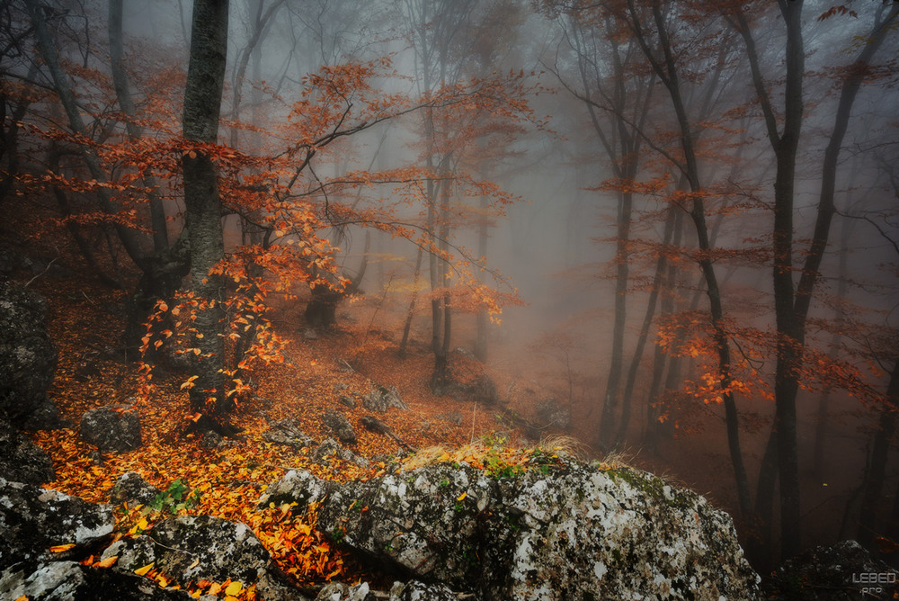 Фотографія И на камнях растут деревья ... / Victor Lebed / photographers.ua