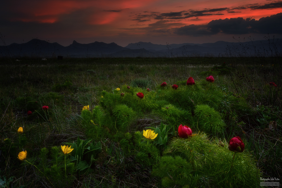 Фотографія Желто-красная весна / Victor Lebed / photographers.ua