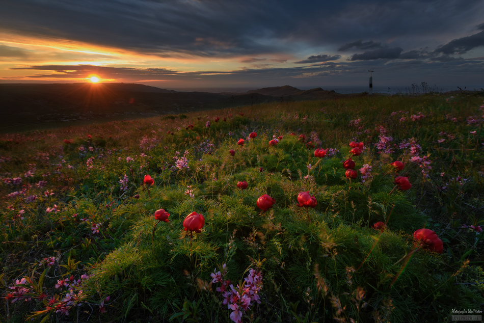 Фотографія Утро.Ветер.И цветы... / Victor Lebed / photographers.ua