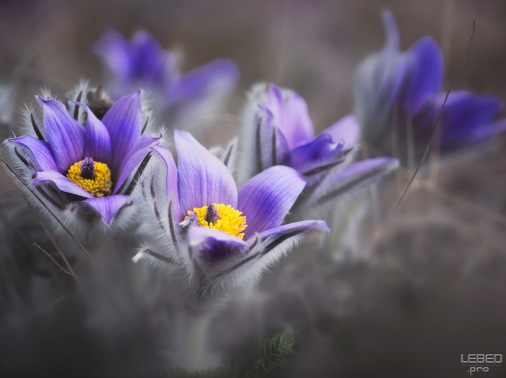 Фотографія Весна наступает... / Victor Lebed / photographers.ua