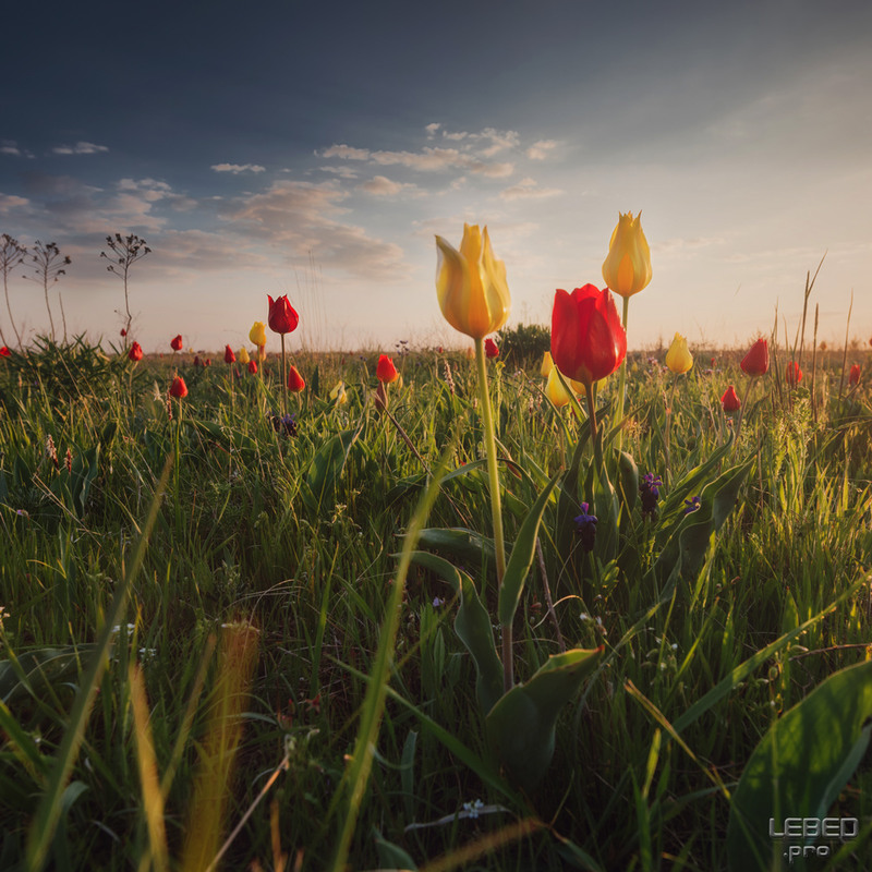 Фотографія Весна с полевыми тюльпанами / Victor Lebed / photographers.ua