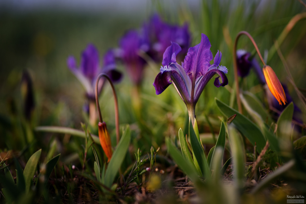 Фотографія Весенний хоровод . Ирисы ,тюльпаны / Victor Lebed / photographers.ua