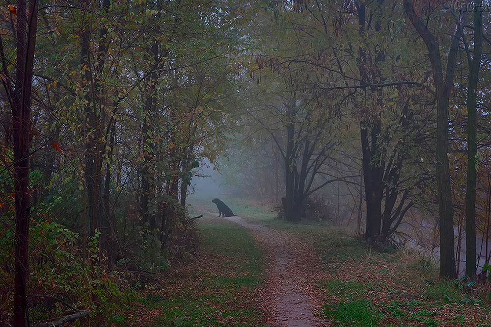 Фотографія Осенний туман / Александр Куприянов / photographers.ua
