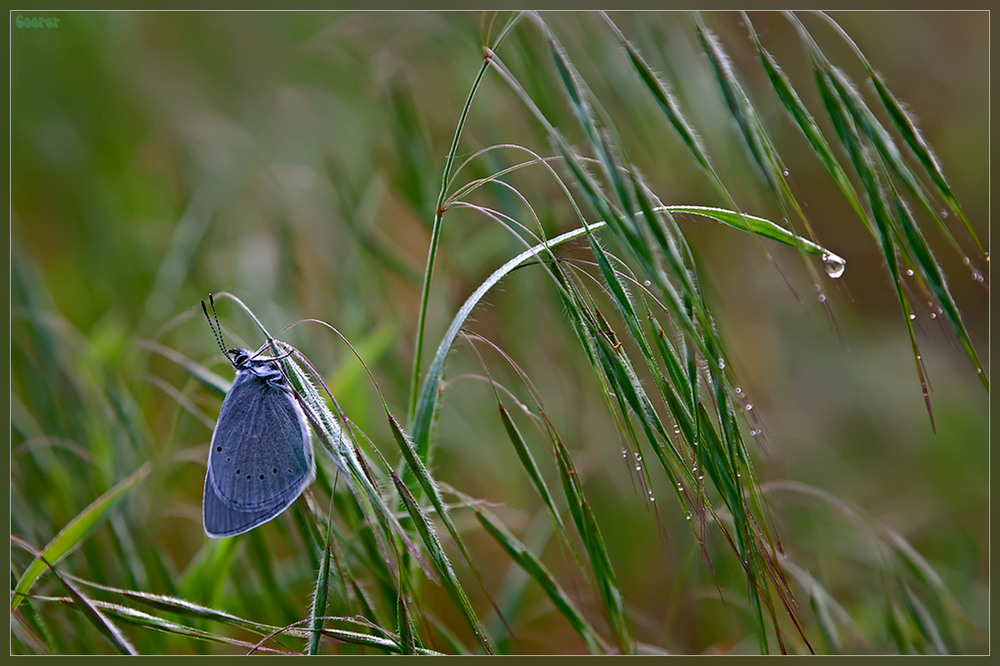 Фотографія Синяя бабочка на зелёной траве / Александр Куприянов / photographers.ua