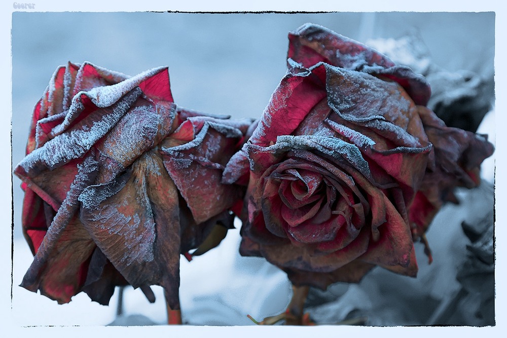 Фотографія Увядшие розы / Александр Куприянов / photographers.ua