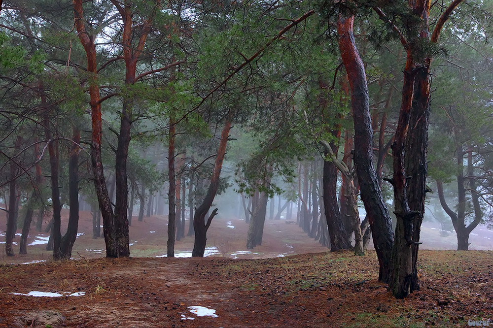 Фотографія Туманное утро в сосновом бору / Александр Куприянов / photographers.ua