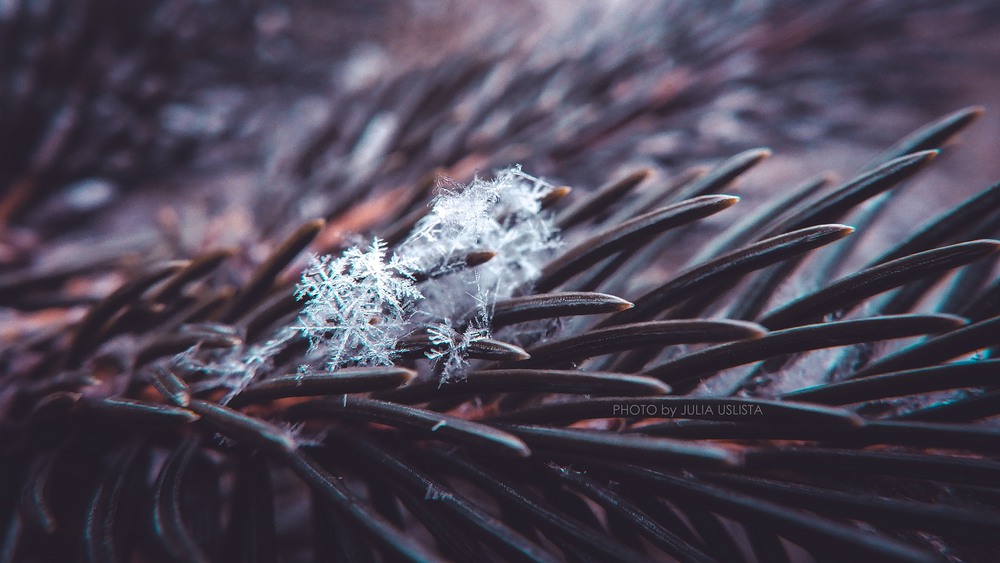 Фотографія Snowflake`s world / Julia Uslista / photographers.ua