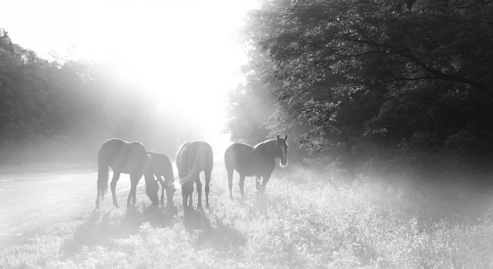 Фотографія Beautiful Horses / Prysyazhnyy Oleksiy / photographers.ua