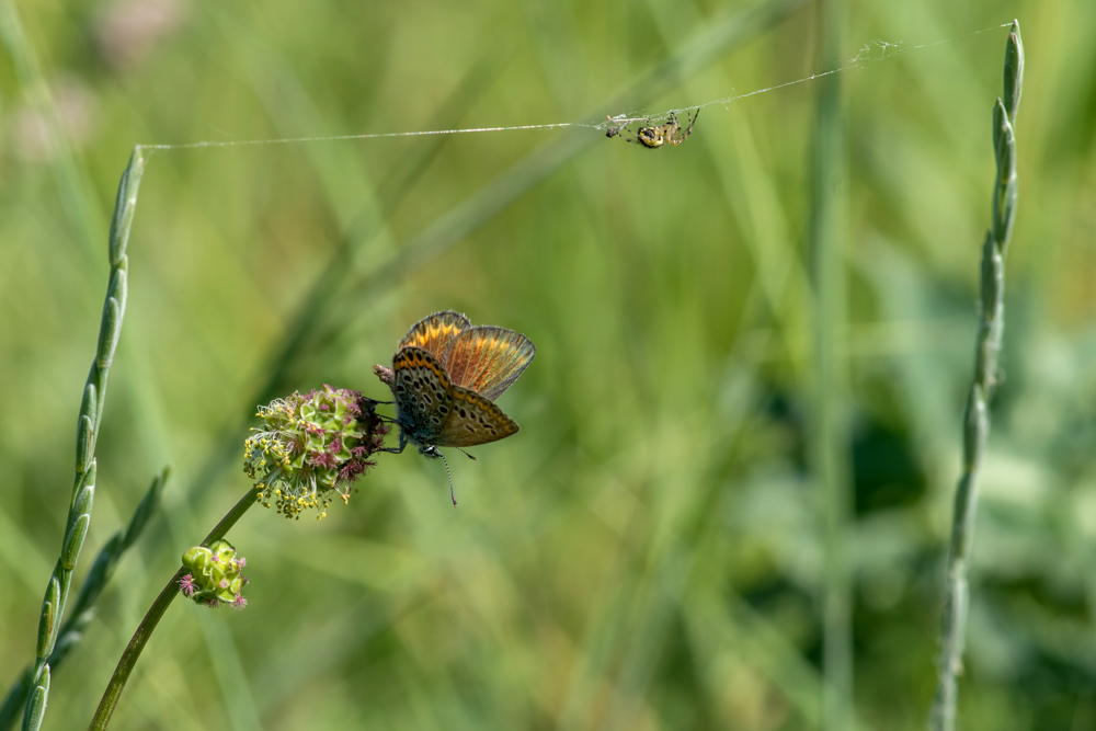 Фотографія Про бабочку и паука / Анна Иванова / photographers.ua