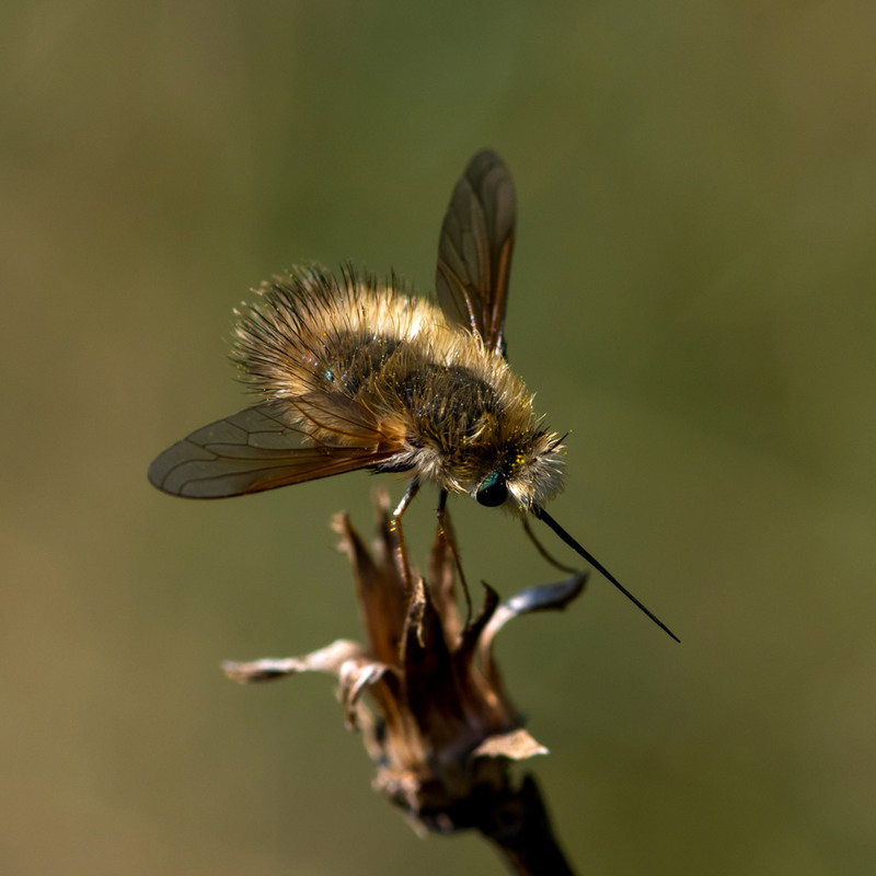 Фотографія Жужжала — муха из юрского периода / Анна Иванова / photographers.ua