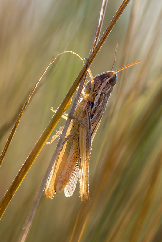 Фотографія В траве сидел кузнечик / Анна Иванова / photographers.ua