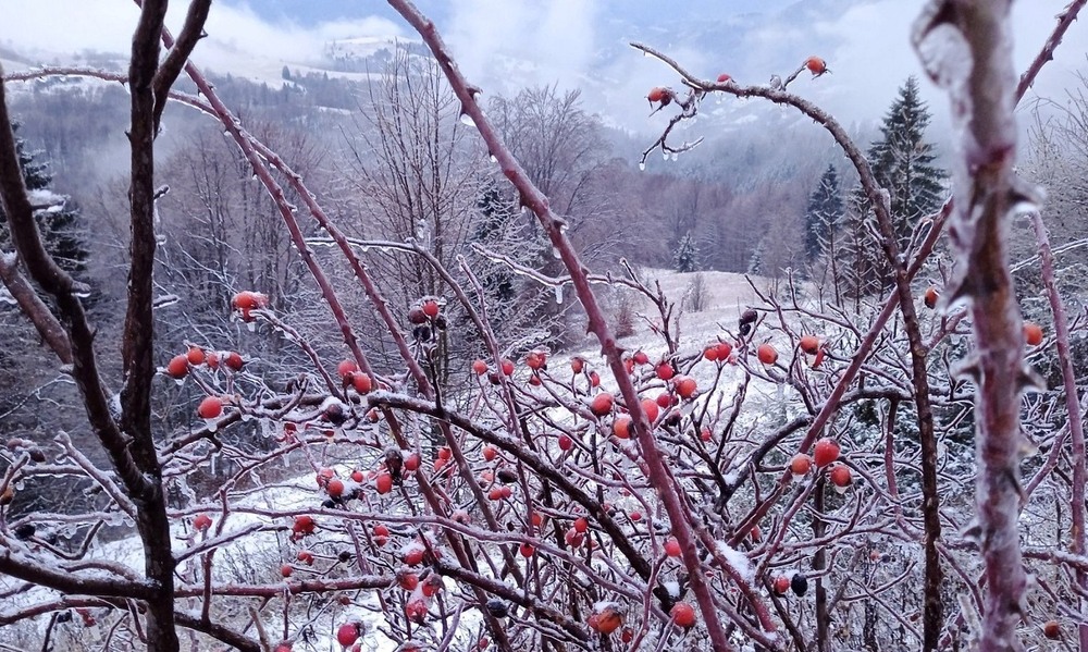 Фотографія per aspera / Viktoria / photographers.ua