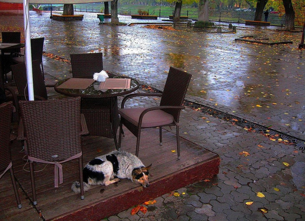 Фотографія Бездомный дождь. Осенний пёс / Viktoria / photographers.ua