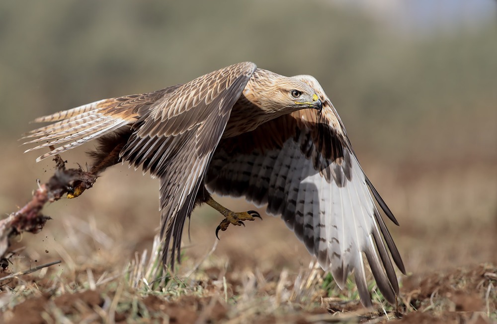 Фотографія Воруем понемногу / Michael Faiman / photographers.ua
