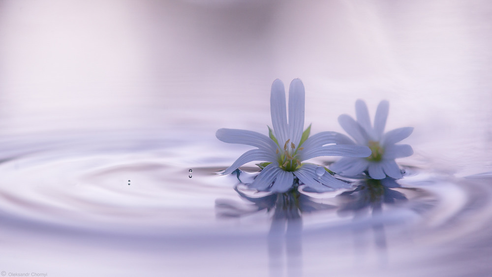 Фотографія Мы с тобою две капли разные одной воды... / Чорный Александр / photographers.ua