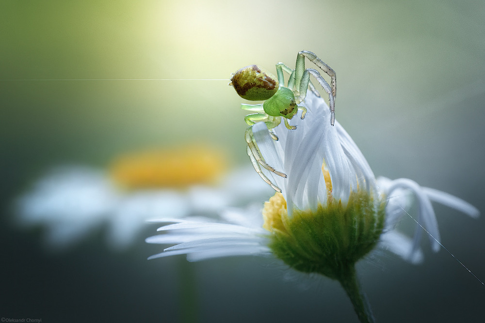 Фотографія "Флорист с восемью руками" / Чорный Александр / photographers.ua