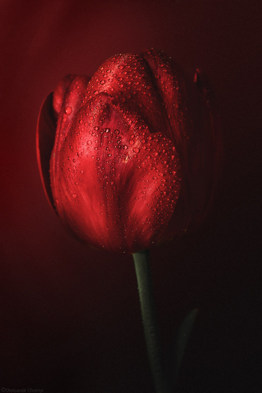 Фотографія *** / Чорный Александр / photographers.ua