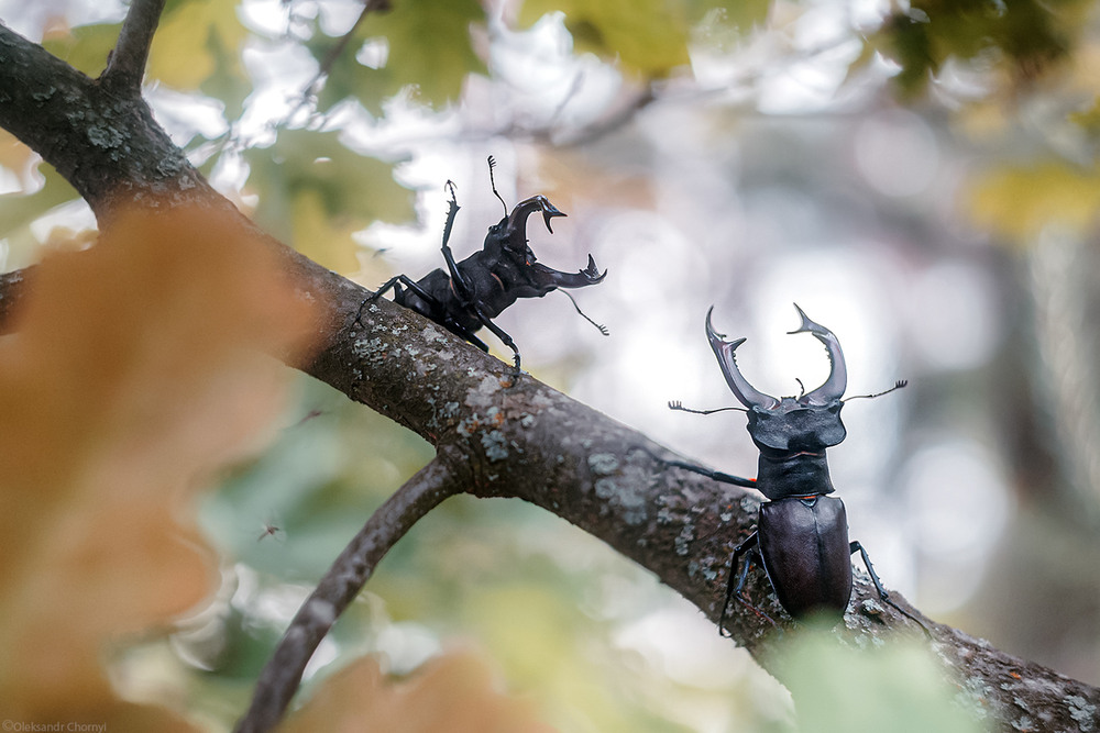 Фотографія "Привет сосед" / Чорный Александр / photographers.ua