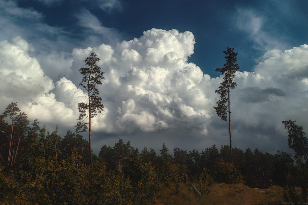Фотографія "Сосны сторожат сон облаков" / Чорный Александр / photographers.ua