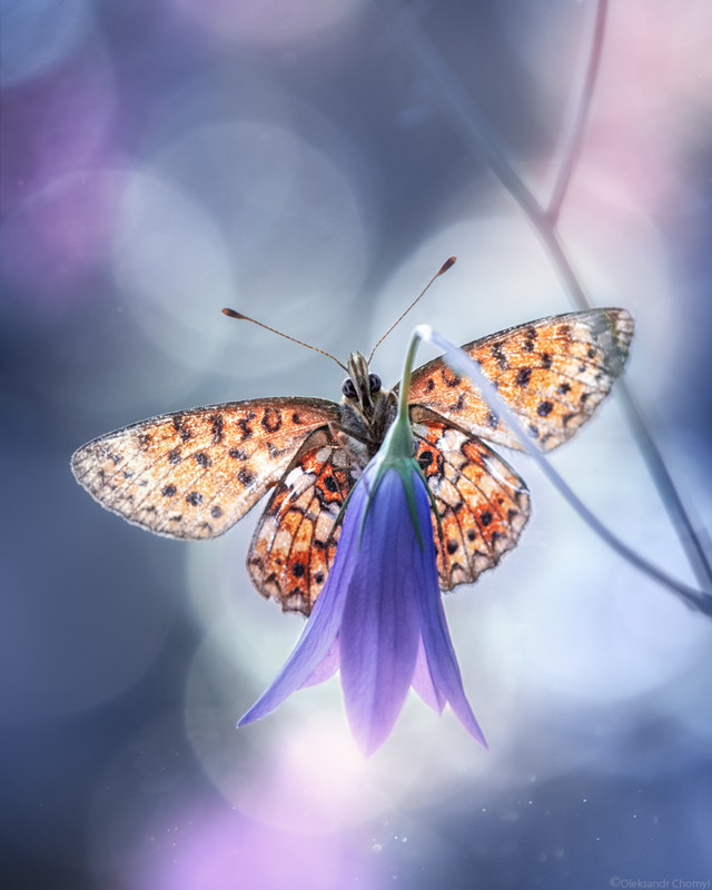 Фотографія "Тают бессмертия дни..." / Чорный Александр / photographers.ua
