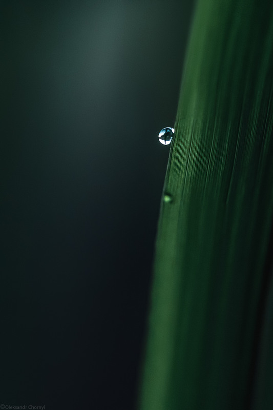 Фотографія "Прохладу внутри тая..." / Чорный Александр / photographers.ua