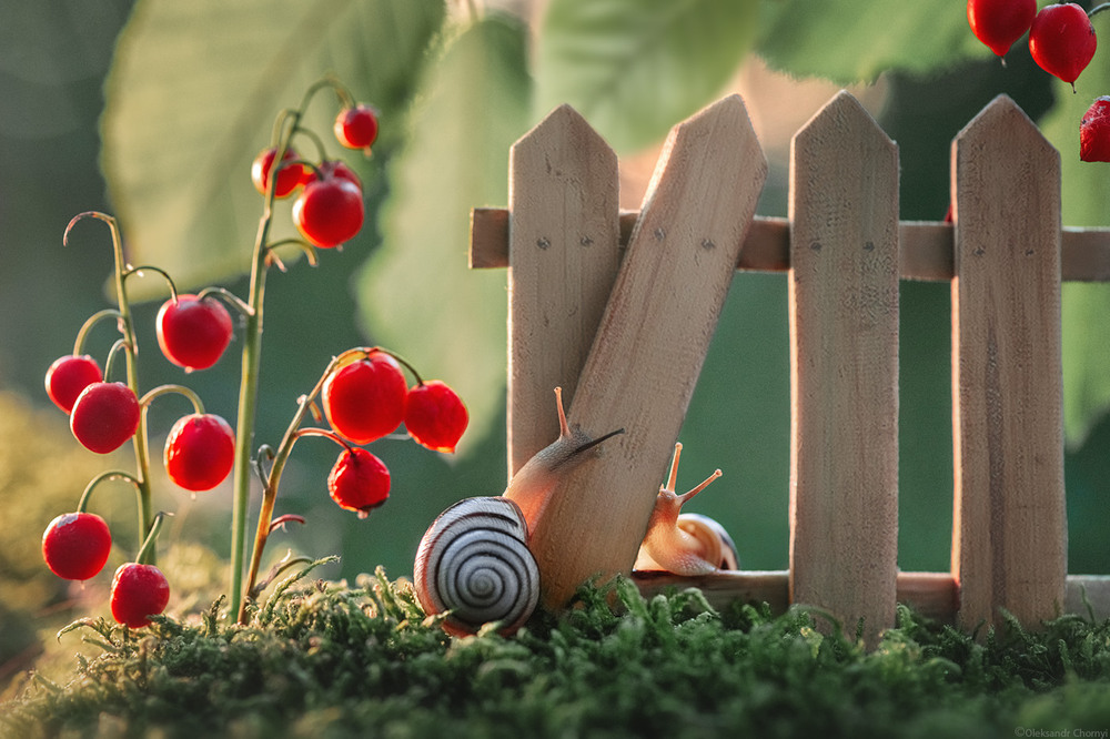 Фотографія "План был идеальный... пока не заметили" / Чорный Александр / photographers.ua