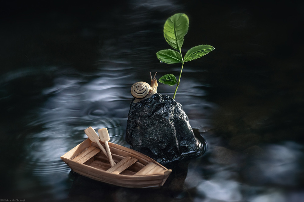 Фотографія Не спроста росток зеленой новой жизни зовётся - побег / Чорный Александр / photographers.ua