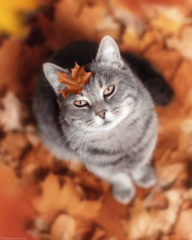 Фотографія *** / Чорный Александр / photographers.ua