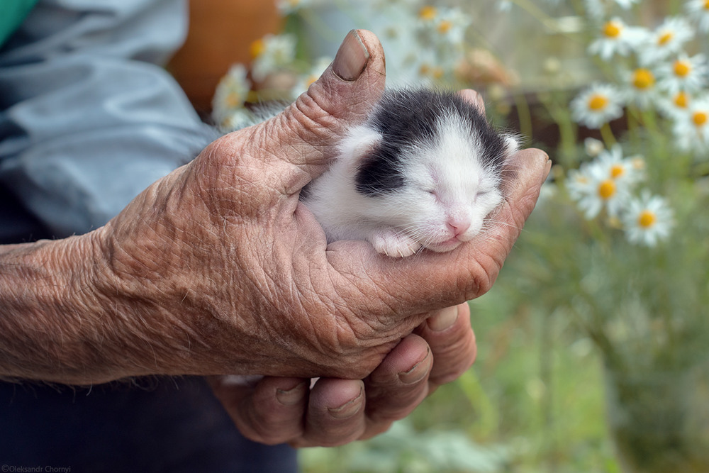 Фотографія "Тепло рук" / Чорный Александр / photographers.ua