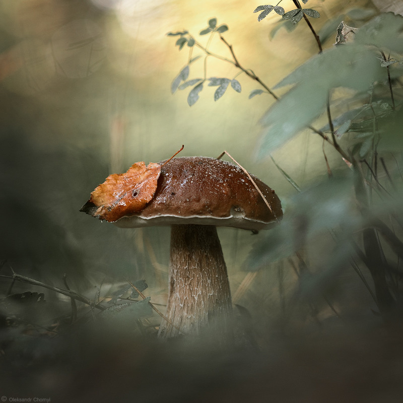 Фотографія Идём, как в сказку, по грибы... / Чорный Александр / photographers.ua