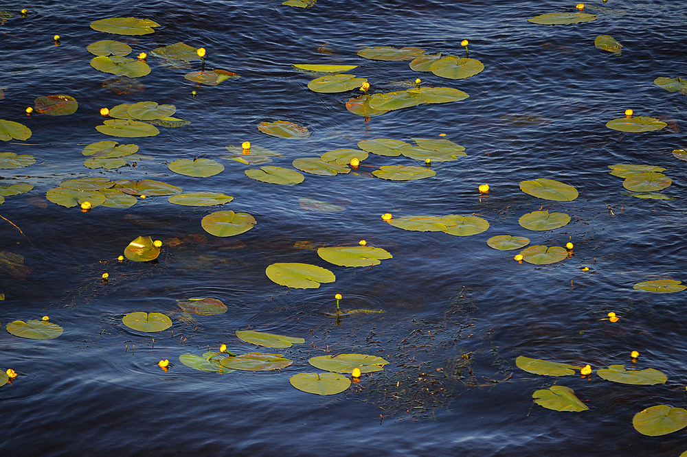 Фотографія **** / Віктор Чернецький / photographers.ua