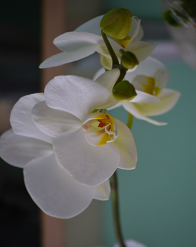 Фотографія **** / Віктор Чернецький / photographers.ua