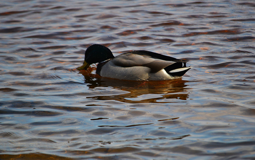 Фотографія **** / Віктор Чернецький / photographers.ua