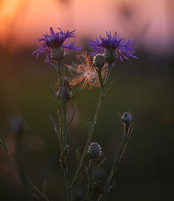Фотографія **** / Віктор Чернецький / photographers.ua