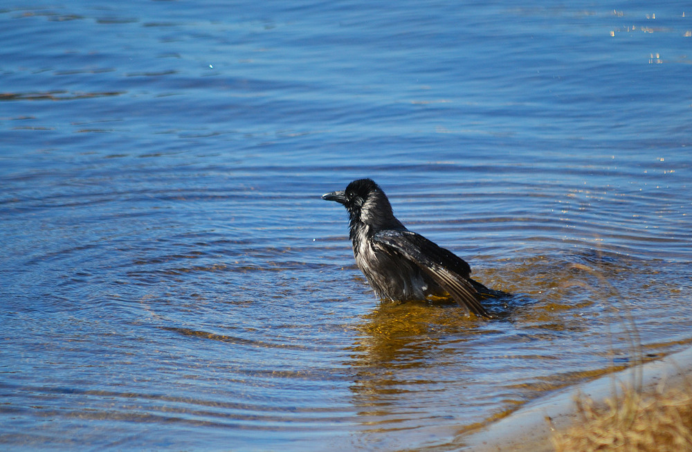 Фотографія **** / Віктор Чернецький / photographers.ua
