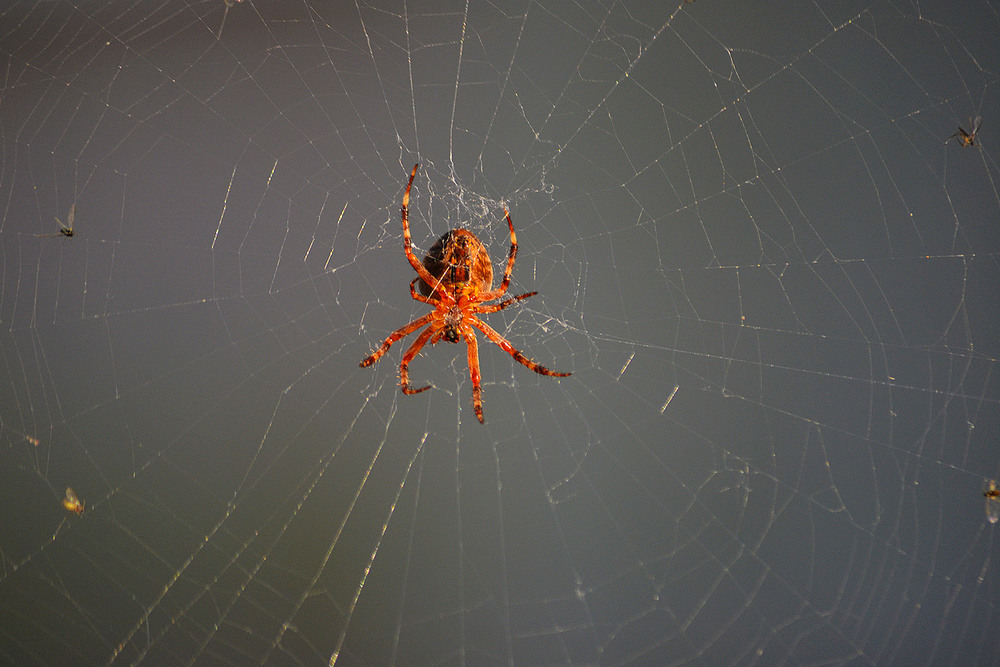 Фотографія **** / Віктор Чернецький / photographers.ua