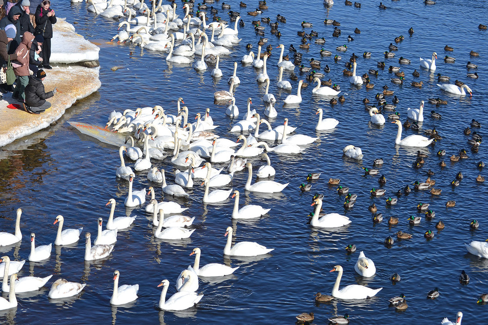 Фотографія **** / Віктор Чернецький / photographers.ua