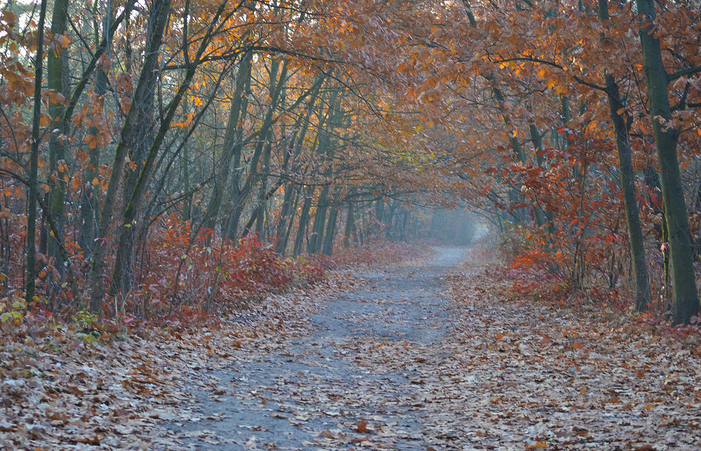 Фотографія **** / Віктор Чернецький / photographers.ua