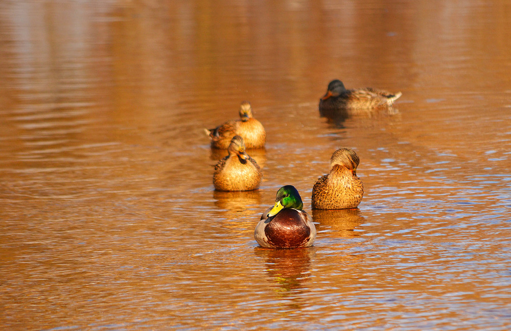 Фотографія **** / Віктор Чернецький / photographers.ua