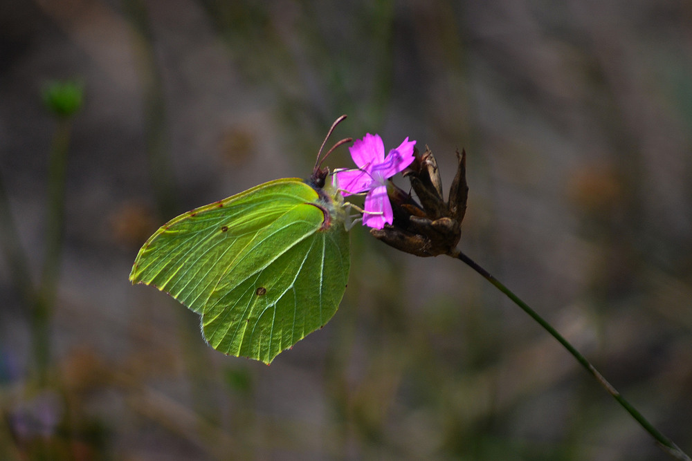 Фотографія **** / Віктор Чернецький / photographers.ua