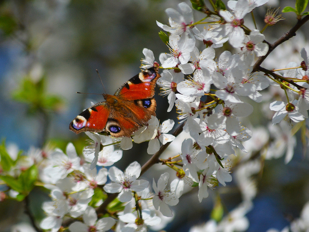Фотографія **** / Віктор Чернецький / photographers.ua