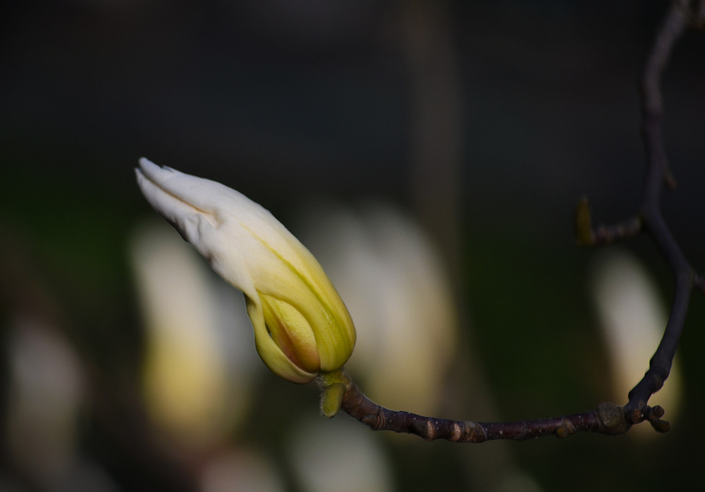 Фотографія **** / Віктор Чернецький / photographers.ua