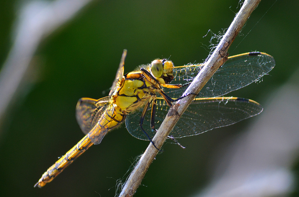 Фотографія **** / Віктор Чернецький / photographers.ua