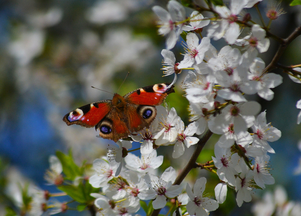Фотографія **** / Віктор Чернецький / photographers.ua